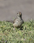 Cactus Wren 0714